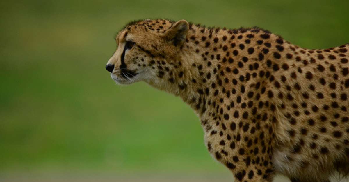 The Fastest Animals in the World
