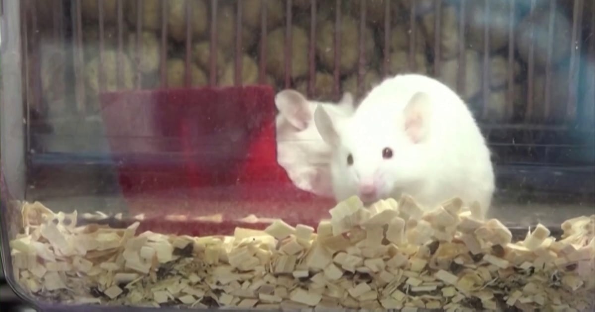 Scientists simulate mouse brains on supercomputers