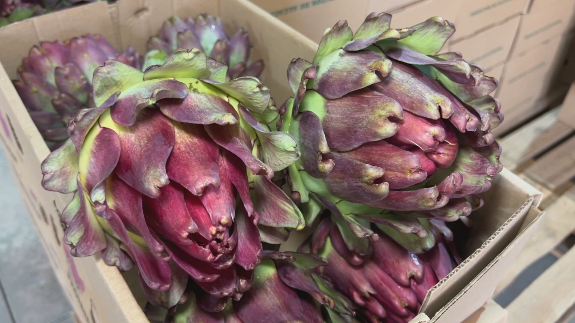 气候有利，朝鲜蓟收成有望丰收的图片